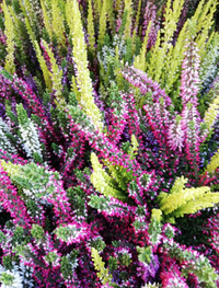 Calluna